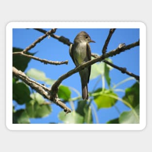 Eastern Wood-Pewee No.1 Sticker